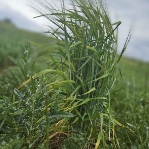 Azienda Agricola Biologica
